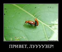 ПРИВЕТ, ЛУУУУЗЕР! 