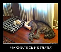 МАХНУЛИСЬ НЕ ГЛЯДЯ 