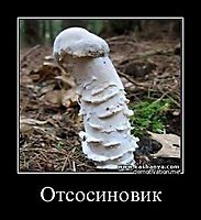 Отсосиновик 