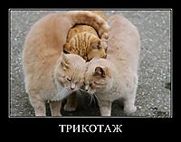 ТРИКОТАЖ 