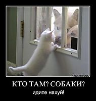 КТО ТАМ? СОБАКИ? идите нахуй!