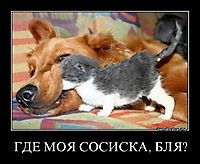 ГДЕ МОЯ СОСИСКА, БЛЯ? 