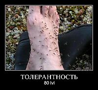 ТОЛЕРАНТНОСТЬ 80 lvl