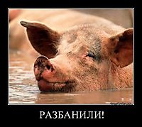 РАЗБАНИЛИ! 