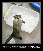 Э БЛЯ,ТУТ РЫБА ЛЕЖАЛА 