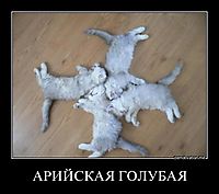 АРИЙСКАЯ ГОЛУБАЯ 