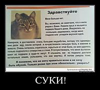 СУКИ! 