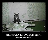 НЕ ЗНАЮ, КТО ОБОИ ДРАЛ сами отвалились