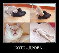 КОТЭ - ДРОВА... 