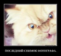 ПОСЛЕДНИЙ СНИМОК ФОТОГРАФА. 