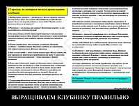ВЫРАЩИВАЕМ КЛУБНИКУ ПРАВИЛЬНО 