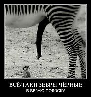 ВСЁ-ТАКИ ЗЕБРЫ ЧЁРНЫЕ В БЕЛУЮ ПОЛОСКУ