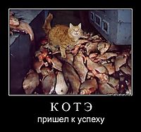 К О Т Э пришел к успеху