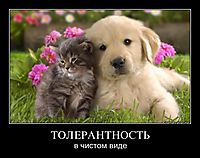 ТОЛЕРАНТНОСТЬ в чистом виде