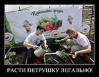 РАСТИ ПЕТРУШКУ ЛЕГАЛЬНО! 