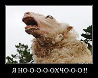 Я НО-О-О-О-ОХЧО-О-О!!! 