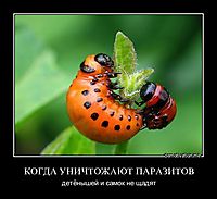 КОГДА УНИЧТОЖАЮТ ПАРАЗИТОВ детёнышей и самок не щадят