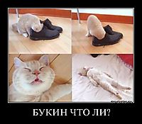 БУКИН ЧТО ЛИ? 