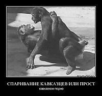 СПАРИВАНИЕ КАВКАЗЦЕВ ИЛИ ПРОСТ кавказкое порно