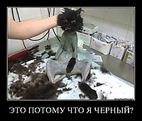 ЭТО ПОТОМУ ЧТО Я ЧЕРНЫЙ? 