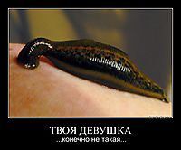 ТВОЯ ДЕВУШКА ...конечно не такая...