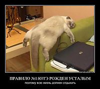 ПРАВИЛО №1:К0ТЭ РОЖДЕН УСТАЛЫМ поэтому всю жизнь должен отдыхать