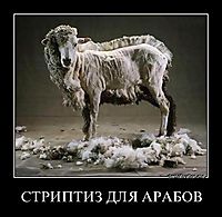 СТРИПТИЗ ДЛЯ АРАБОВ 