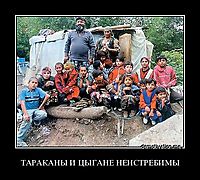 ТАРАКАНЫ И ЦЫГАНЕ НЕИСТРЕБИМЫ 
