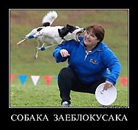 СОБАКА  ЗАЕБЛОКУСАКА 