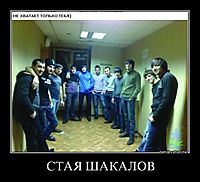 СТАЯ ШАКАЛОВ 