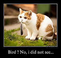 Bird ? No, i did not see... 