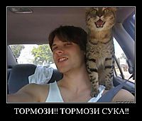 ТОРМОЗИ!! ТОРМОЗИ СУКА!! 