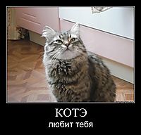 КОТЭ любит тебя