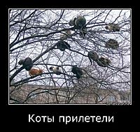 Коты прилетели 