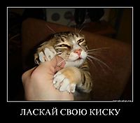 ЛАСКАЙ СВОЮ КИСКУ 