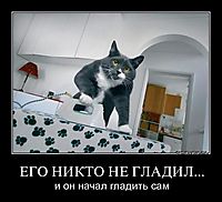 ЕГО НИКТО НЕ ГЛАДИЛ... и он начал гладить сам