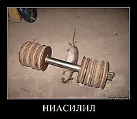 НИАСИЛИЛ 