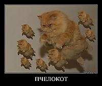 ПЧЕЛОКОТ 