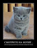 СМОТРИТЕ НА КОТЯТ... а не на порнуху,раслененку и женское пожирание поноса