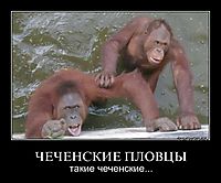 ЧЕЧЕНСКИЕ ПЛОВЦЫ такие чеченские...