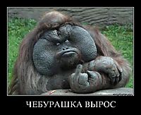 ЧЕБУРАШКА ВЫРОС 
