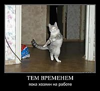 ТЕМ ВРЕМЕНЕМ пока хозяин на работе