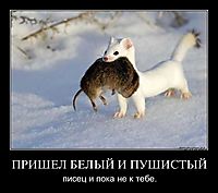 ПРИШЕЛ БЕЛЫЙ И ПУШИСТЫЙ писец и пока не к тебе.