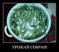 УРОЖАЙ СОБРАН! 