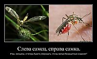 Слева самец, справа самка. И вы, женщины, и теперь будете утверждать, что вы милые беззащитные создания?