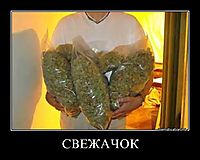 СВЕЖАЧОК 