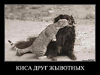 КИСА ДРУГ ЖЫВОТНЫХ 