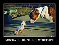 МОСКАЛИ! ВЫ ЗА ВСЕ ОТВЕТИТЕ! 
