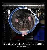 КАЖЕТСЯ, ТЫ ПРОСТО НЕ ПОНЯЛ, кто тут главный...