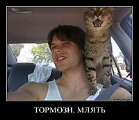 ТОРМОЗИ, МЛЯТЬ 